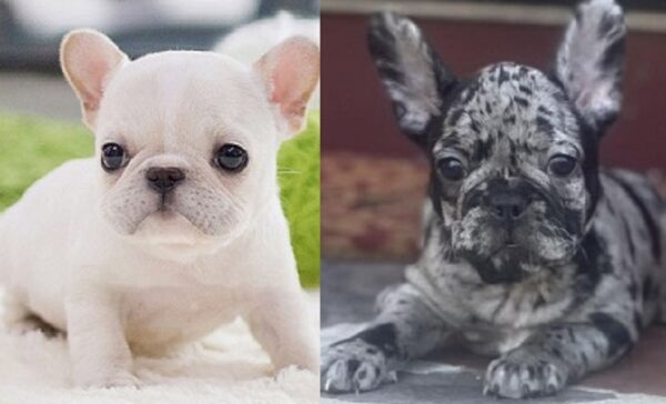 black and white French bulldog puppy for sale