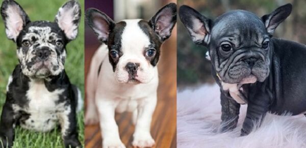 blue French bulldogs for sale Ontario