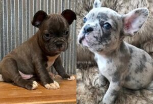 blue brindle French bulldog for sale