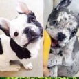 blue diamond French bulldogs for sale Connecticut