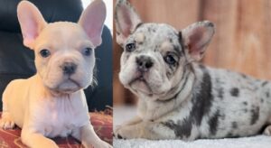 cheap French bulldog puppies under $500 Texas