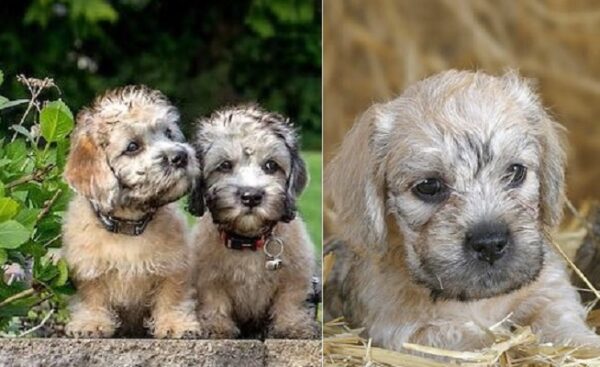 dandie dinmont terrier puppies for sale