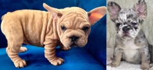 female French bulldog puppy near me for sale near me