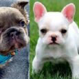 French bulldog mix puppies for sale