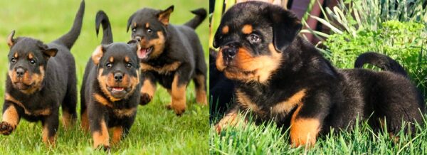 German Rottweiler puppies for sale