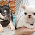 hairless French bulldog puppies for sale