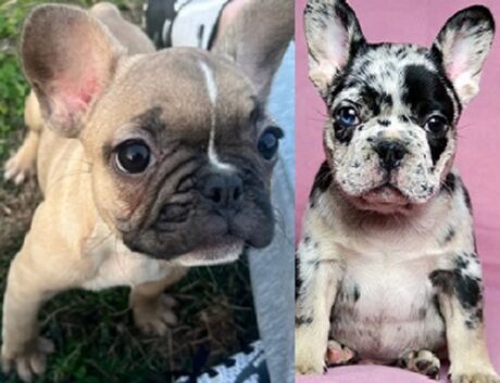 isabella fluffy French bulldog - French bulldogs