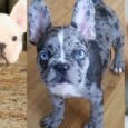 long haired french bulldog for sale