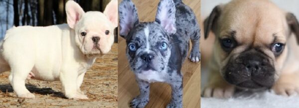 long haired french bulldog for sale