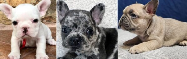 merle French bulldog for sale