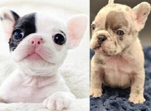 mini French bulldog