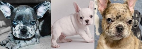 puppy for sale French bulldogs