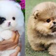 puppy for sale Pomeranian