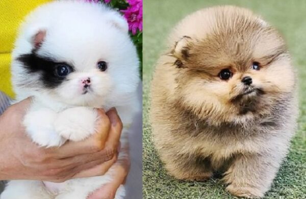 puppy for sale Pomeranian dog