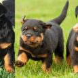 Puppy for Sale Rottweiler