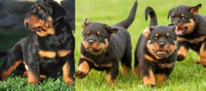 Puppy for Sale Rottweiler