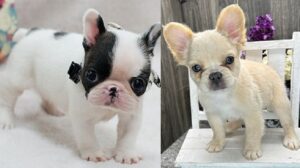 white French bulldog