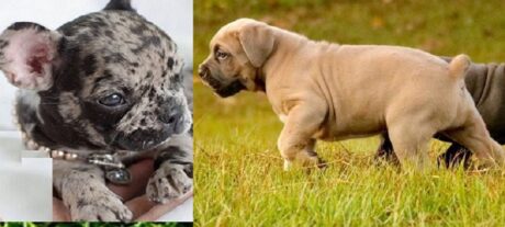 A Cane Corso Mixed With a Pitbull