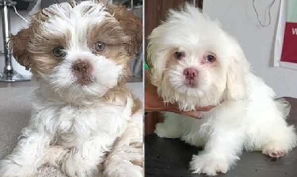 Affordable Lhasa Apso puppies available for purchase