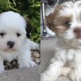 Akc Lhasa Apso puppies for sale