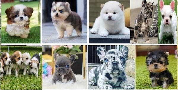 Puppies and dogs for sale