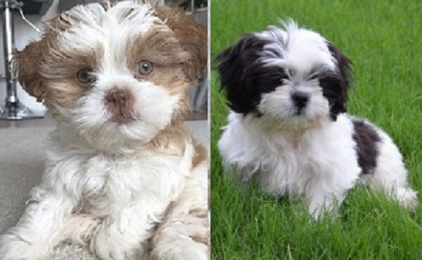 Bichon Lhasa Apso mix for sale: Lhasa Apso mix puppies for sale