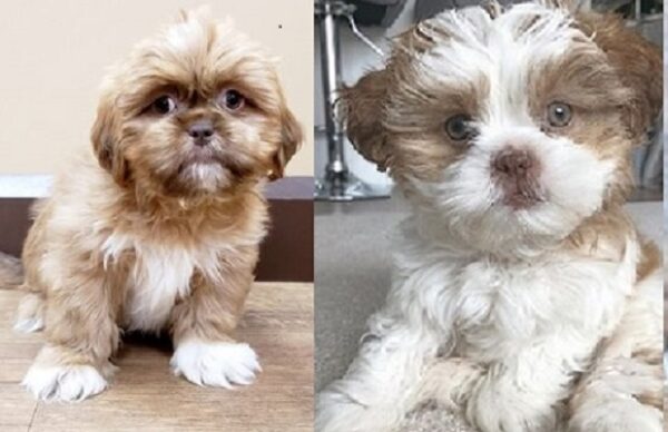 Bichon x Lhasa Apso puppies available for purchase