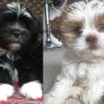 Black Lhasa Apso available for purchase
