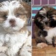 Black Lhasa Apso puppies available for purchase