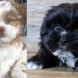 Black Lhasa Apso puppies for sale