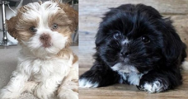 Black Lhasa Apso puppies for sale