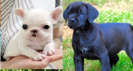 Blue Cane Corso puppy