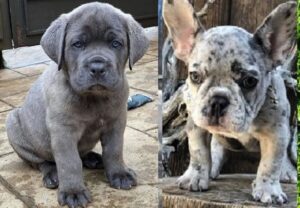 Blue Female Cane Corso Puppy for sale