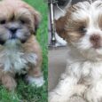 Buy a Lhasa Apso puppy