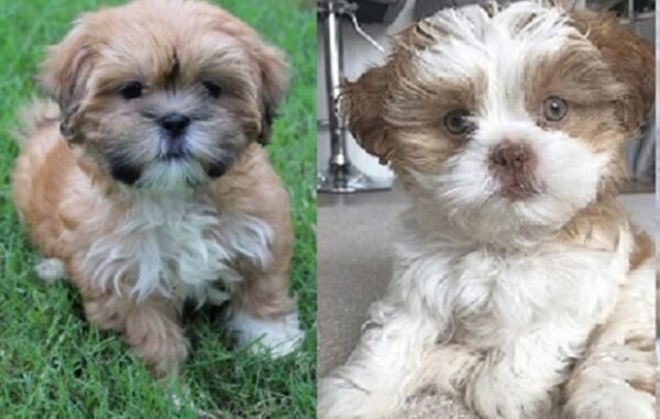 Buy a Lhasa Apso puppy