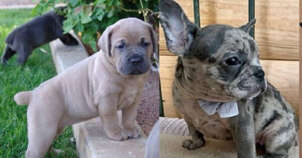 Cane Corso Female Puppy for sale