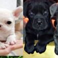 Cane Corso German Shepherd Mix Puppy for sale