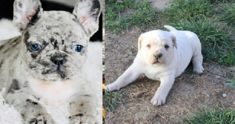 Cane Corso Without Cropped Ears and Docked Tail