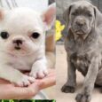 Cane Corso and Rottweiler Mix Puppies