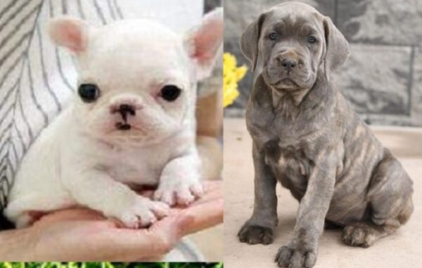 Cane Corso and Rottweiler Mix Puppies