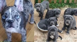 Cane Corso breeders