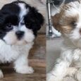 Chihuahua Lhasa Apso cross for sale