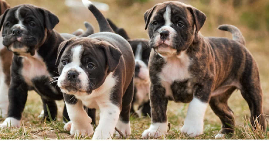 Continental Bulldog Puppies for Sale