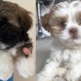 Cost of a Lhasa Apso puppy