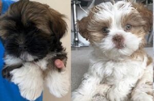 Cost of a Lhasa Apso puppy