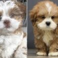 Female Lhasa Apso puppies for sale
