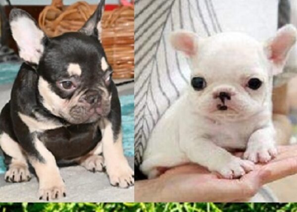 French Bulldog Breeders in West Virginia United States