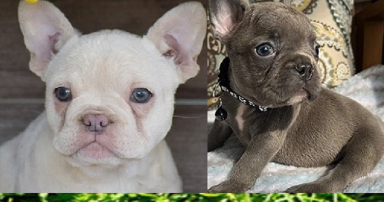 French Bulldog (Frenchie) Puppy For Sale In New Jersey