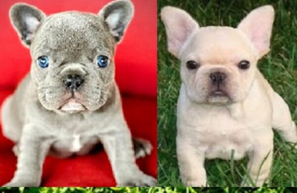 French Bulldog Puppies North Carolina Under $500