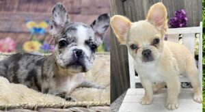 French Bulldog Puppies Portland Oregon